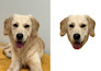 crop out heads or custom face cut out of human, dog, cat